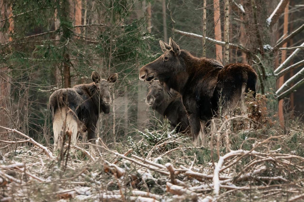 Domek W Otulinie Biebrzy Goniadz Kültér fotó